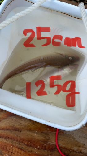 キスの釣果