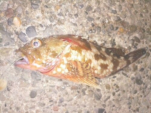 カサゴの釣果