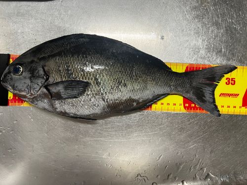メジナの釣果