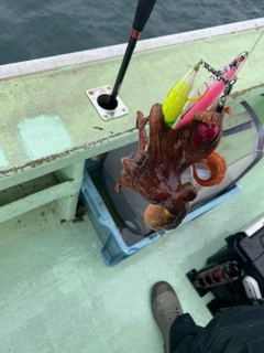 タコの釣果