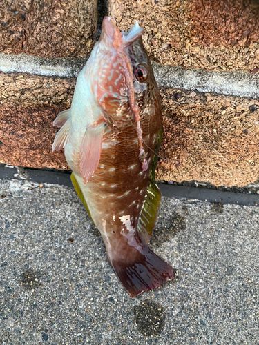 ホシササノハベラの釣果