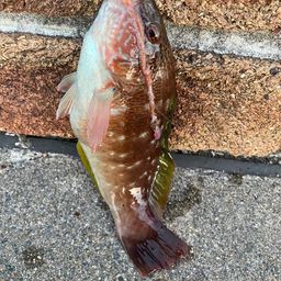 ホシササノハベラ