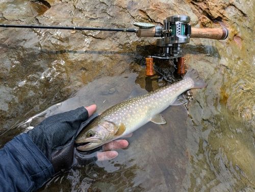 イワナの釣果