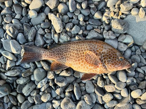 オオモンハタの釣果