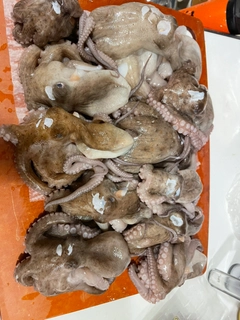 タコの釣果