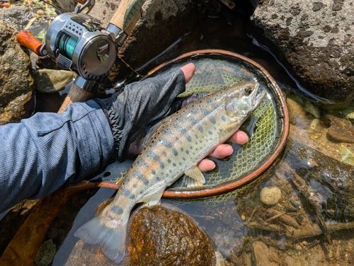 ヤマメの釣果