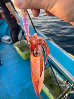 ケンサキイカの釣果