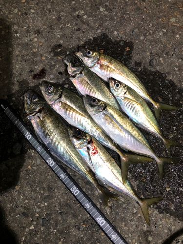 アジの釣果