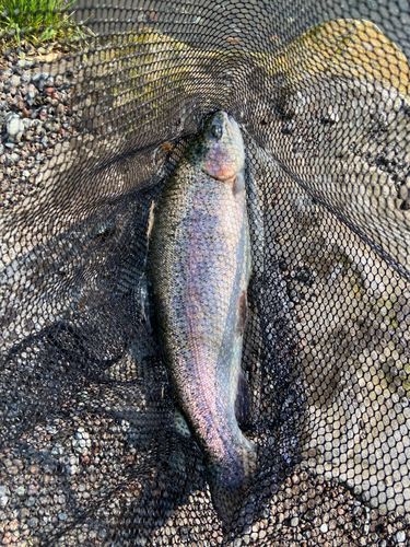 ニジマスの釣果