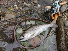 ヤマメの釣果