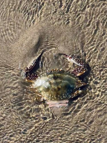 ワタリガニの釣果