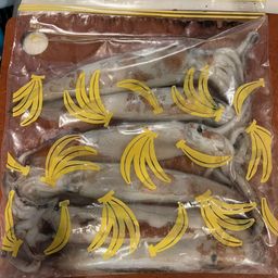 ケンサキイカ
