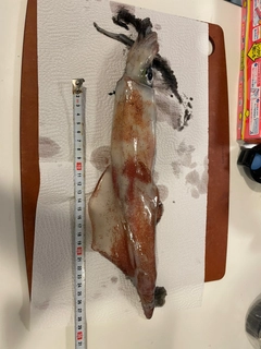 ケンサキイカの釣果