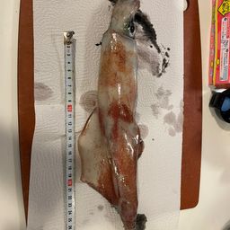 ケンサキイカ