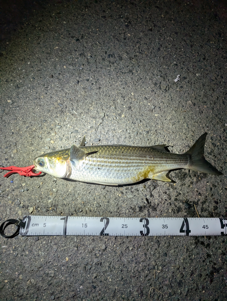 SHIMANO - 【釣坊&#39;s】シマノ　20ソアレ　エクスチューン　S64UL＋S 20 ソアレ エクスチューン S64UL＋-S (Sic) – フィッシング