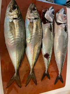 サバの釣果