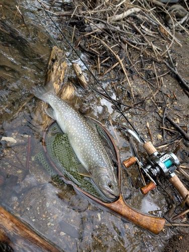 イワナの釣果