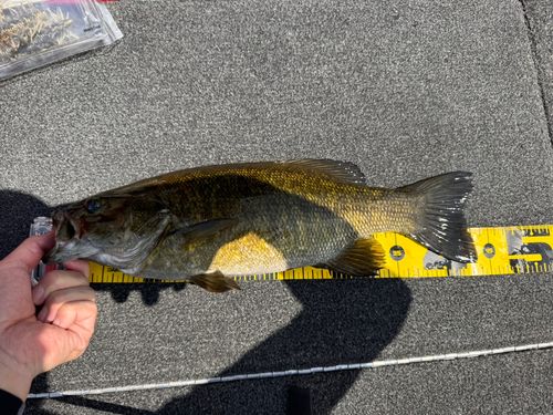 スモールマウスバスの釣果