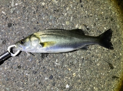 セイゴ（マルスズキ）の釣果