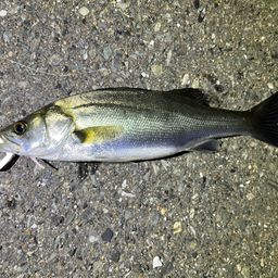 セイゴ（マルスズキ）