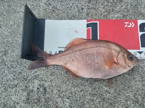 クロソイの釣果