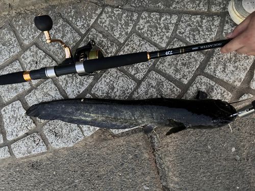 イワトコナマズの釣果