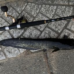 イワトコナマズ