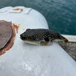 カサゴ