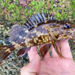 タケノコメバル