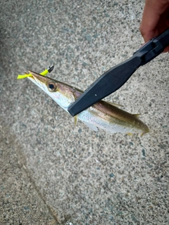 カマスの釣果