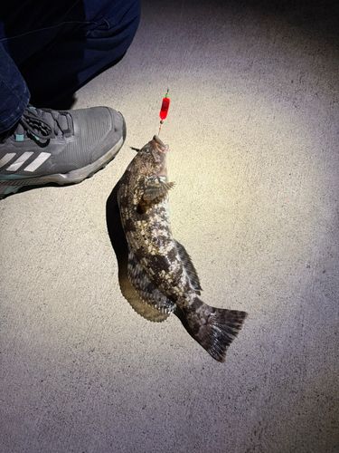 アイナメの釣果
