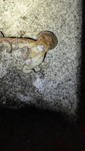 タコの釣果