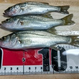 セイゴ（マルスズキ）