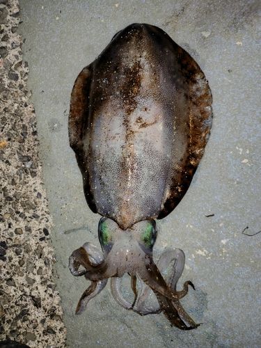 アオリイカの釣果
