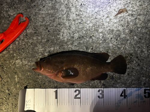 キジハタの釣果
