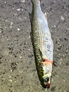 ボラの釣果