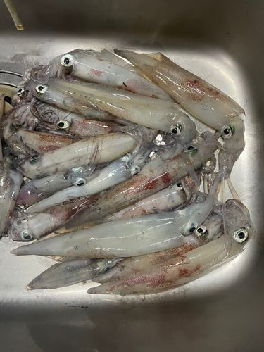 ヤリイカの釣果