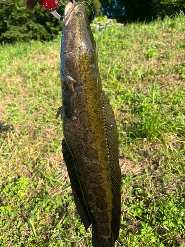 ライギョの釣果