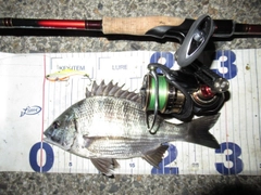クロダイの釣果