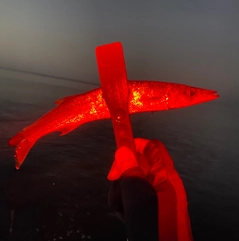 カマスの釣果