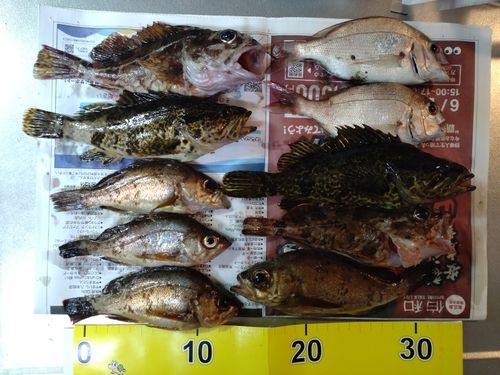 メバルの釣果