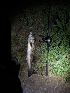 スズキの釣果