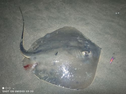 エイの釣果