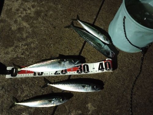 サバの釣果