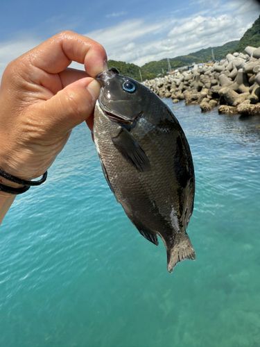 メジナの釣果