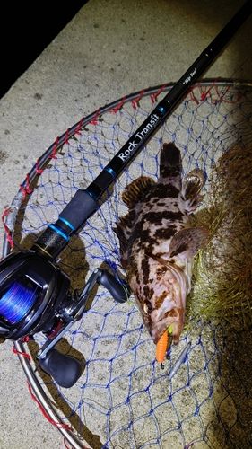 タケノコメバルの釣果