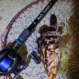 タケノコメバル