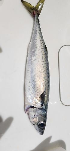 サバの釣果