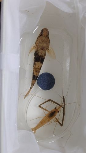 マハゼ
