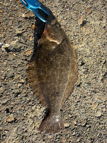 ソゲの釣果